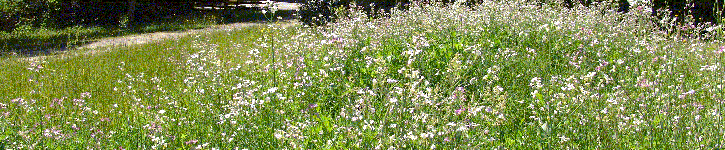 Grassy Field